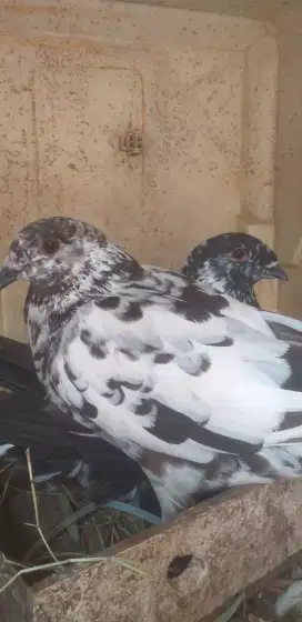 Sepasang merpati jawa sungut