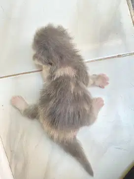 Lepas adop anabul persia maine coon
