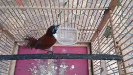 Burung tepus dada putih