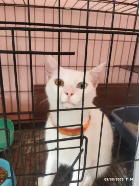 Lepas Adopt Kucing