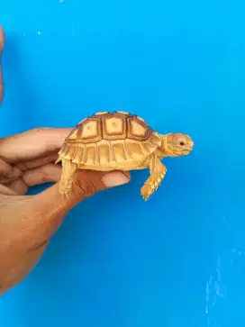 KURA KURA SULCATA 5,5CM