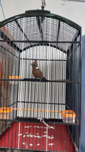 Burung Cililin Masteran