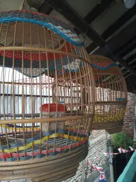 Dua kurung+ perkutut lokal