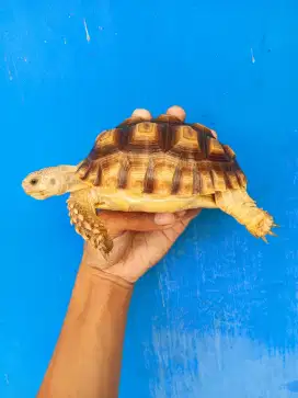 SULCATA SIZE 13,5CM