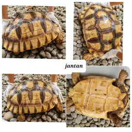 Sulcata jantan 56 cm