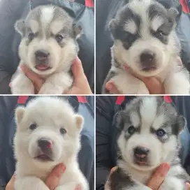 SULTAN BLUE EYES HUSKY PUPPIES