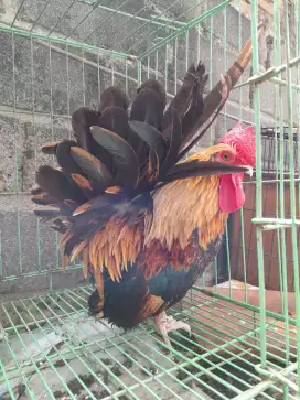 Ayam kate jantan ceper