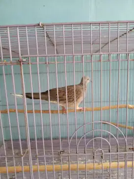Burung tekukur jalu