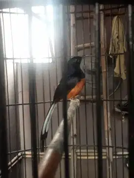 Burung murai muda hutan