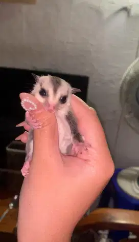 Sugar Glider White Face