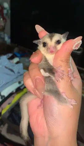 Sugar Glider White Face