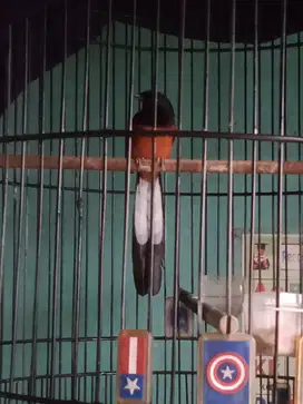 Murai Medan murah