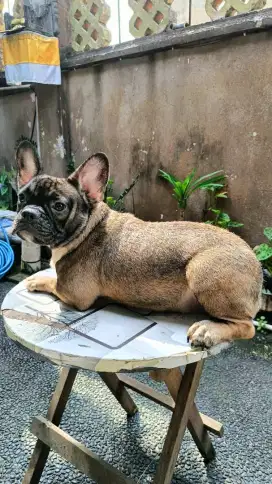 French bulldog betina