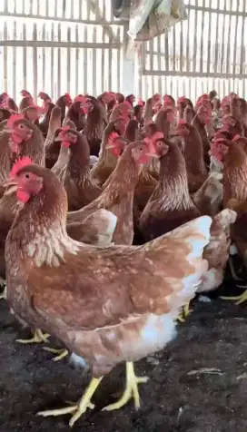 Ayam petelur umur 20 minggu siap produksi