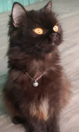 Kucing Persia Umur 1 Tahun