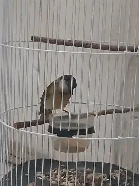 Burung Bimoli trotol jantan