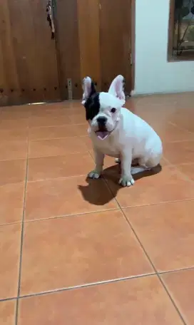 Jual french bulldog betina remaja frenchie