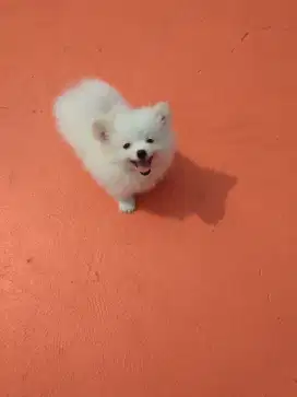 Anak Anjing Minipom Jantan