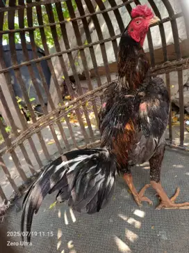 Ayam bangkok klasik