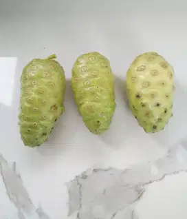 Buah obat mengkudu