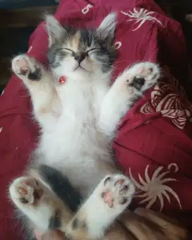 Lepas Adopsi Anak Kucing Persia Betina