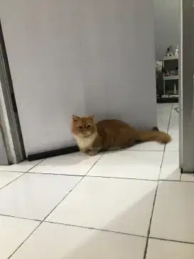 Muchkin flatnose