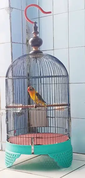 Burung Lovebird  Betina