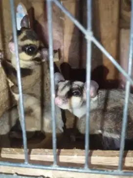 Sugar glider sepasang plus kandang 60 × 40