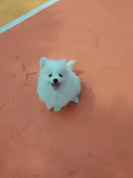 Anak Anjing Minipom Jantan Putih