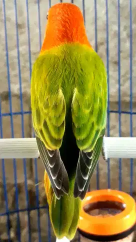 BURUNG LOVEBIED BIO KEPALA MERAH PEKAT GACOR NGEKEK