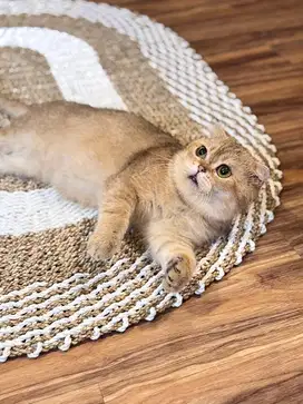 Pacak kucing scotish fold bsh golden