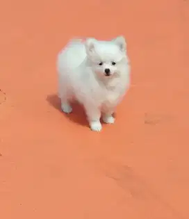 Anak Anjing Minipom Betina