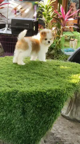 Shitzu pure mix poodle pure UMR 2,5 bln