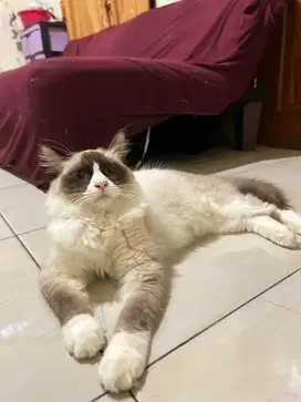 Kucing ragdoll usia 8bln
