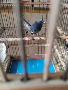 Burung Anis Bnintang