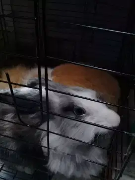 Dijual kelinci usia 6 bulan