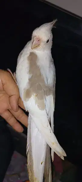 Falk heavy Pied jinak