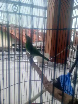 Sangkar + burung Jomin ngepur berisik pagi sore