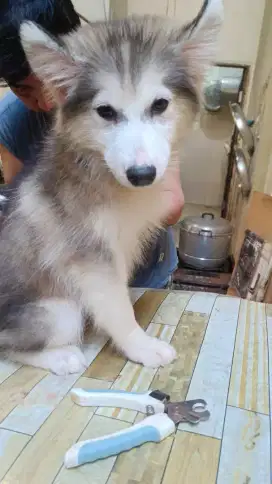 Anjing Siberian Husky