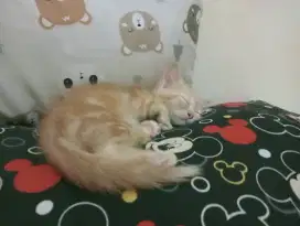 Kucing Persia mixdom