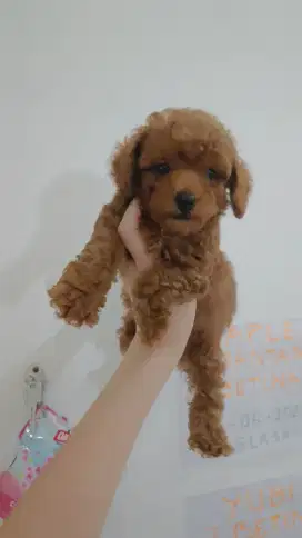 Anjing Poodle Betina