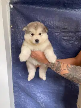 Jual alaskan malamute puppy male