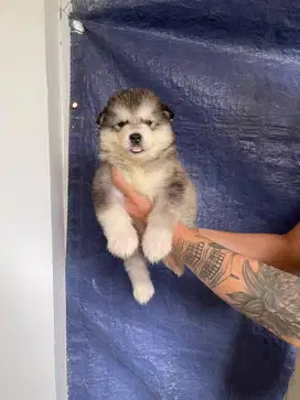 Jual alaskan malamute puppy female