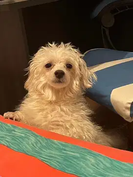 Anjing Maltese Betina Usia 1 Tahun - Open Adopt
