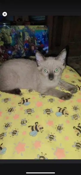 Kitten hima siam betina