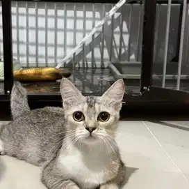 Kucing 2 ekor Kucing BSH dan Kitten BSH Mix Sphynx 1 Paket