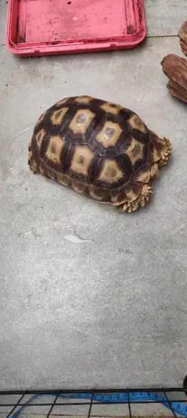 KURA KURA SULCATA 20CM -+
