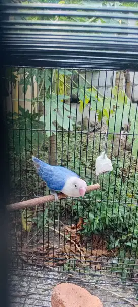Lovebird Biola Vio Betina.
