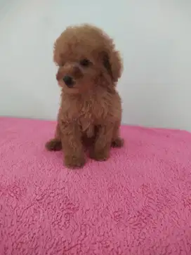 Poodle red 2 bulan