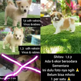 Shitzu Minipom UMR 2-3 bln